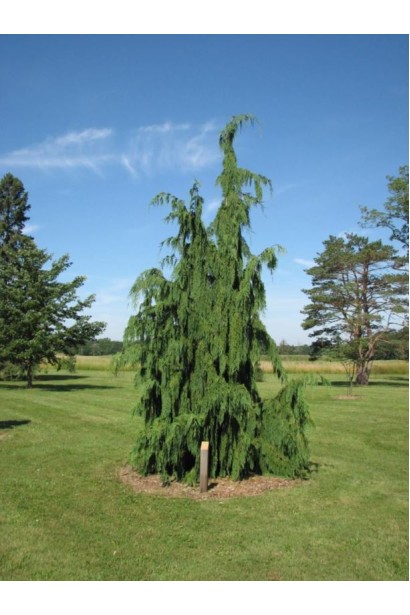 Кипарисовик нутканский Jubilee